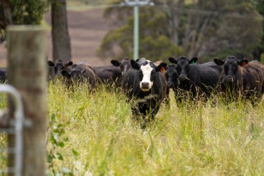 Avustralya 'daki güzel sığırlar ot yer, otlakta otlarlar. Tarımsal bir çiftlikte yetiştirilen sığır sürüsü. İlkbaharda sürdürülebilir tarım