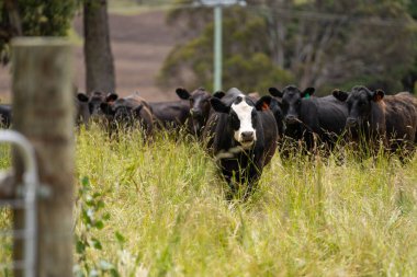 Avustralya 'daki güzel sığırlar ot yer, otlakta otlarlar. Tarımsal bir çiftlikte yetiştirilen sığır sürüsü. İlkbaharda sürdürülebilir tarım