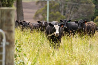 Avustralya 'daki güzel sığırlar ot yer, otlakta otlarlar. Tarımsal bir çiftlikte yetiştirilen sığır sürüsü. İlkbaharda sürdürülebilir tarım