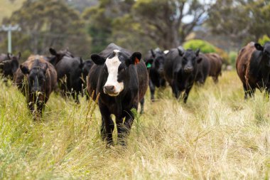 Avustralya 'daki güzel sığırlar ot yer, otlakta otlarlar. Tarımsal bir çiftlikte yetiştirilen sığır sürüsü. İlkbaharda sürdürülebilir tarım