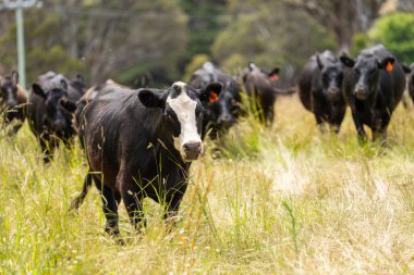 Avustralya 'daki güzel sığırlar ot yer, otlakta otlarlar. Tarımsal bir çiftlikte yetiştirilen sığır sürüsü. İlkbaharda sürdürülebilir tarım
