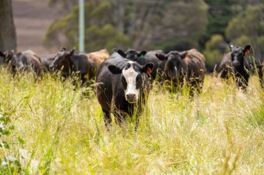 Avustralya 'daki güzel sığırlar ot yer, otlakta otlarlar. Tarımsal bir çiftlikte yetiştirilen sığır sürüsü. İlkbaharda sürdürülebilir tarım