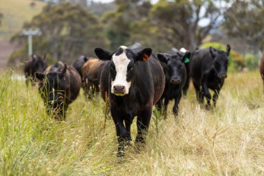 Avustralya 'daki güzel sığırlar ot yer, otlakta otlarlar. Tarımsal bir çiftlikte yetiştirilen sığır sürüsü. İlkbaharda sürdürülebilir tarım
