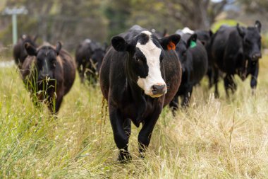 Avustralya 'daki güzel sığırlar ot yer, otlakta otlarlar. Tarımsal bir çiftlikte yetiştirilen sığır sürüsü. İlkbaharda sürdürülebilir tarım