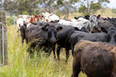 Avustralya 'daki güzel sığırlar ot yer, otlakta otlarlar. Tarımsal bir çiftlikte yetiştirilen sığır sürüsü. İlkbaharda sürdürülebilir tarım