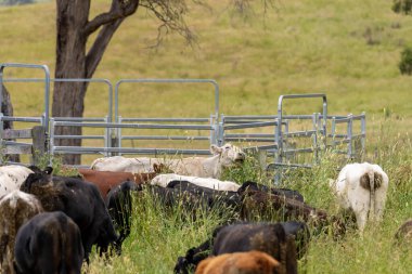 Avustralya 'daki güzel sığırlar ot yer, otlakta otlarlar. Tarımsal bir çiftlikte yetiştirilen sığır sürüsü. İlkbaharda sürdürülebilir tarım