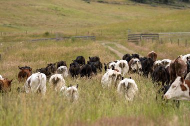 Avustralya 'daki güzel sığırlar ot yer, otlakta otlarlar. Tarımsal bir çiftlikte yetiştirilen sığır sürüsü. İlkbaharda sürdürülebilir tarım