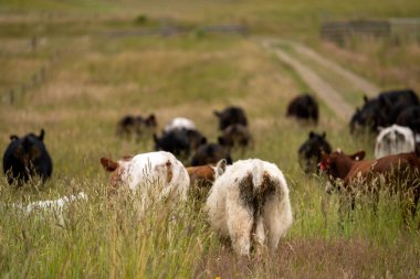 Avustralya 'daki güzel sığırlar ot yer, otlakta otlarlar. Tarımsal bir çiftlikte yetiştirilen sığır sürüsü. İlkbaharda sürdürülebilir tarım