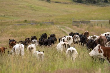 Avustralya 'daki güzel sığırlar ot yer, otlakta otlarlar. Tarımsal bir çiftlikte yetiştirilen sığır sürüsü. İlkbaharda sürdürülebilir tarım