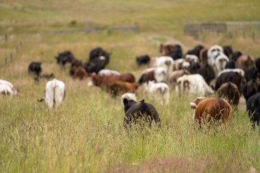 Avustralya 'daki güzel sığırlar ot yer, otlakta otlarlar. Tarımsal bir çiftlikte yetiştirilen sığır sürüsü. İlkbaharda sürdürülebilir tarım