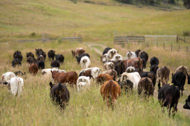 Avustralya 'daki güzel sığırlar ot yer, otlakta otlarlar. Tarımsal bir çiftlikte yetiştirilen sığır sürüsü. İlkbaharda sürdürülebilir tarım