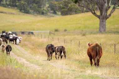 Avustralya 'daki güzel sığırlar ot yer, otlakta otlarlar. Tarımsal bir çiftlikte yetiştirilen sığır sürüsü. İlkbaharda sürdürülebilir tarım