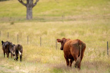 Avustralya 'daki güzel sığırlar ot yer, otlakta otlarlar. Tarımsal bir çiftlikte yetiştirilen sığır sürüsü. İlkbaharda sürdürülebilir tarım