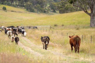 Avustralya 'daki güzel sığırlar ot yer, otlakta otlarlar. Tarımsal bir çiftlikte yetiştirilen sığır sürüsü. İlkbaharda sürdürülebilir tarım