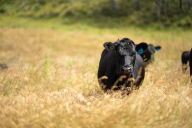 Altın Avustralya Çiftliği, yemyeşil çimleri, tarlada inekleri, sakızlı manzarası var. Geniş Kırsal Araziler ve Avustralya 'da sürdürülebilir yenilenebilir tarım için ilkbaharda