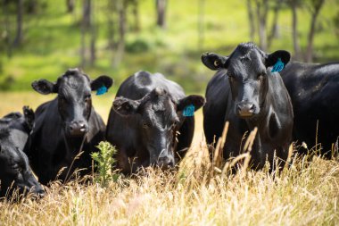 Avustralya 'daki güzel sığırlar ot yer, otlakta otlarlar. Tarımsal bir çiftlikte yetiştirilen sığır sürüsü. İlkbaharda sürdürülebilir tarım
