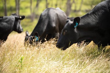Avustralya 'daki güzel sığırlar ot yer, otlakta otlarlar. Tarımsal bir çiftlikte yetiştirilen sığır sürüsü. İlkbaharda sürdürülebilir tarım
