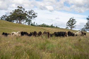 Avustralya 'daki güzel sığırlar ot yer, otlakta otlarlar. Tarımsal bir çiftlikte yetiştirilen sığır sürüsü. İlkbaharda sürdürülebilir tarım
