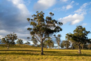Avustralya 'daki güzel sığırlar ot yer, otlakta otlarlar. Tarımsal bir çiftlikte yetiştirilen sığır sürüsü. İlkbaharda sürdürülebilir tarım