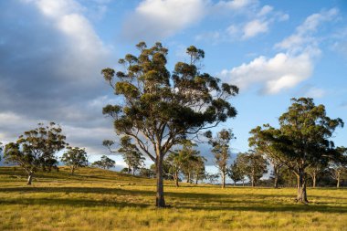 Avustralya 'daki güzel sığırlar ot yer, otlakta otlarlar. Tarımsal bir çiftlikte yetiştirilen sığır sürüsü. İlkbaharda sürdürülebilir tarım