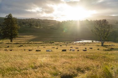 Avustralya 'daki güzel sığırlar ot yer, otlakta otlarlar. Tarımsal bir çiftlikte yetiştirilen sığır sürüsü. İlkbaharda sürdürülebilir tarım