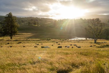 Avustralya 'daki güzel sığırlar ot yer, otlakta otlarlar. Tarımsal bir çiftlikte yetiştirilen sığır sürüsü. İlkbaharda sürdürülebilir tarım