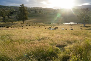Avustralya 'daki güzel sığırlar ot yer, otlakta otlarlar. Tarımsal bir çiftlikte yetiştirilen sığır sürüsü. İlkbaharda sürdürülebilir tarım
