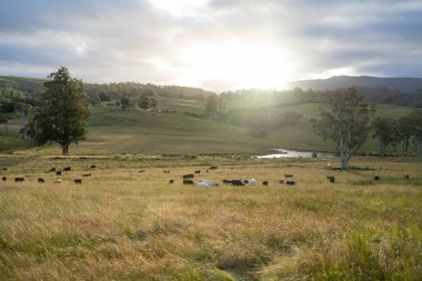 Avustralya 'daki güzel sığırlar ot yer, otlakta otlarlar. Tarımsal bir çiftlikte yetiştirilen sığır sürüsü. İlkbaharda sürdürülebilir tarım
