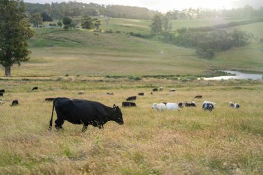Avustralya 'daki güzel sığırlar ot yer, otlakta otlarlar. Tarımsal bir çiftlikte yetiştirilen sığır sürüsü. İlkbaharda sürdürülebilir tarım