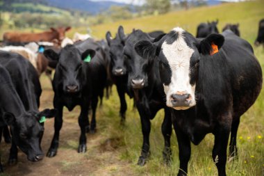 Avustralya 'daki güzel sığırlar ot yer, otlakta otlarlar. Tarımsal bir çiftlikte yetiştirilen sığır sürüsü. İlkbaharda sürdürülebilir tarım