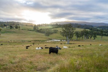 Avustralya 'daki güzel sığırlar ot yer, otlakta otlarlar. Tarımsal bir çiftlikte yetiştirilen sığır sürüsü. İlkbaharda sürdürülebilir tarım