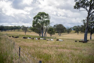 Altın Avustralya Çiftliği, yemyeşil çimleri, tarlada inekleri, sakızlı manzarası var. Geniş Kırsal Araziler ve Avustralya 'da sürdürülebilir yenilenebilir tarım için ilkbaharda