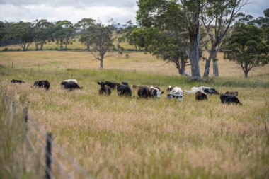 Avustralya 'daki güzel sığırlar ot yer, otlakta otlarlar. Tarımsal bir çiftlikte yetiştirilen sığır sürüsü. İlkbaharda sürdürülebilir tarım