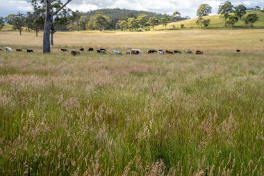 Avustralya 'daki güzel sığırlar ot yer, otlakta otlarlar. Tarımsal bir çiftlikte yetiştirilen sığır sürüsü. İlkbaharda sürdürülebilir tarım