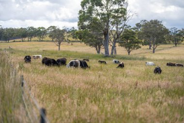 Altın Avustralya Çiftliği, yemyeşil çimleri, tarlada inekleri, sakızlı manzarası var. Geniş Kırsal Araziler ve Avustralya 'da sürdürülebilir yenilenebilir tarım için ilkbaharda