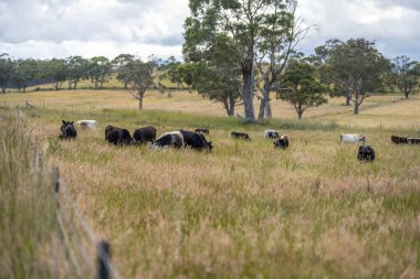 Altın Avustralya Çiftliği, yemyeşil çimleri, tarlada inekleri, sakızlı manzarası var. Geniş Kırsal Araziler ve Avustralya 'da sürdürülebilir yenilenebilir tarım için ilkbaharda