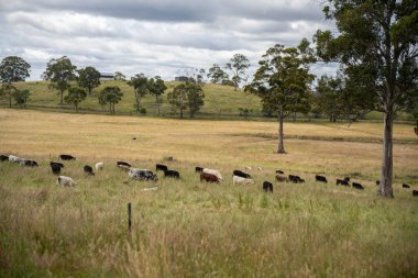 Altın Avustralya Çiftliği, yemyeşil çimleri, tarlada inekleri, sakızlı manzarası var. Geniş Kırsal Araziler ve Avustralya 'da sürdürülebilir yenilenebilir tarım için ilkbaharda
