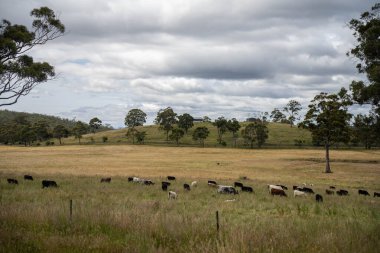 Avustralya 'daki güzel sığırlar ot yer, otlakta otlarlar. Tarımsal bir çiftlikte yetiştirilen sığır sürüsü. İlkbaharda sürdürülebilir tarım