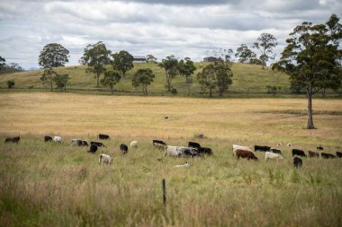 Altın Avustralya Çiftliği, yemyeşil çimleri, tarlada inekleri, sakızlı manzarası var. Geniş Kırsal Araziler ve Avustralya 'da sürdürülebilir yenilenebilir tarım için ilkbaharda