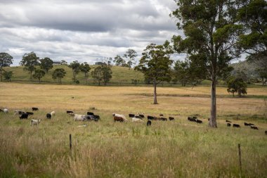 Altın Avustralya Çiftliği, yemyeşil çimleri, tarlada inekleri, sakızlı manzarası var. Geniş Kırsal Araziler ve Avustralya 'da sürdürülebilir yenilenebilir tarım için ilkbaharda
