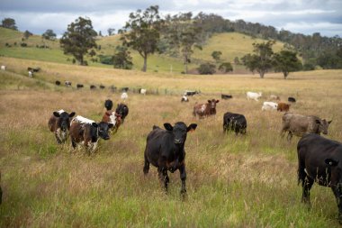 Altın Avustralya Çiftliği, yemyeşil çimleri, tarlada inekleri, sakızlı manzarası var. Geniş Kırsal Araziler ve Avustralya 'da sürdürülebilir yenilenebilir tarım için ilkbaharda