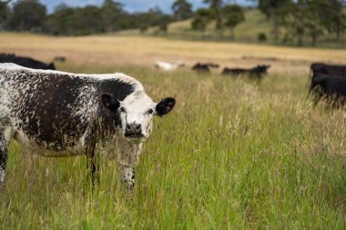 Avustralya 'daki güzel sığırlar ot yer, otlakta otlarlar. Tarımsal bir çiftlikte yetiştirilen sığır sürüsü. İlkbaharda sürdürülebilir tarım