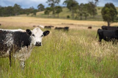 Altın Avustralya Çiftliği, yemyeşil çimleri, tarlada inekleri, sakızlı manzarası var. Geniş Kırsal Araziler ve Avustralya 'da sürdürülebilir yenilenebilir tarım için ilkbaharda