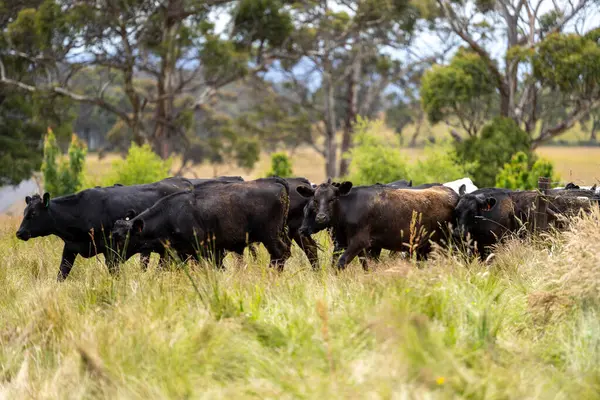 Avustralya 'daki güzel sığırlar ot yer, otlakta otlarlar. Tarımsal bir çiftlikte yetiştirilen sığır sürüsü. İlkbaharda sürdürülebilir tarım