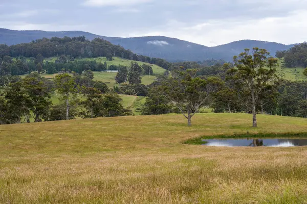 Altın Avustralya Çiftliği, yemyeşil çimleri, tarlada inekleri, sakızlı manzarası var. Geniş Kırsal Araziler ve Avustralya 'da sürdürülebilir yenilenebilir tarım için ilkbaharda