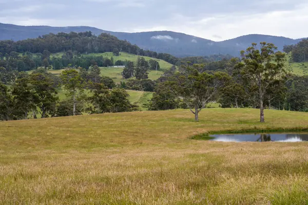 Altın Avustralya Çiftliği, yemyeşil çimleri, tarlada inekleri, sakızlı manzarası var. Geniş Kırsal Araziler ve Avustralya 'da sürdürülebilir yenilenebilir tarım için ilkbaharda