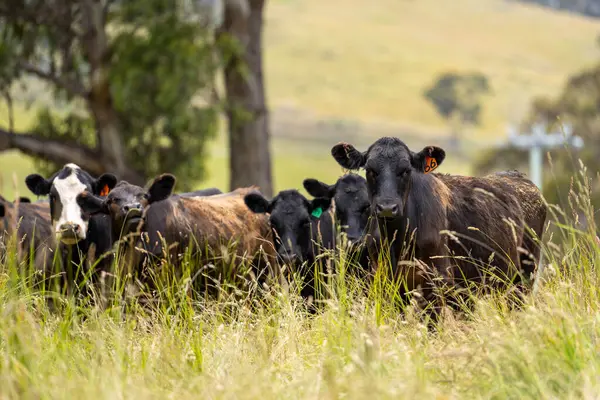 Avustralya 'daki güzel sığırlar ot yer, otlakta otlarlar. Tarımsal bir çiftlikte yetiştirilen sığır sürüsü. İlkbaharda sürdürülebilir tarım
