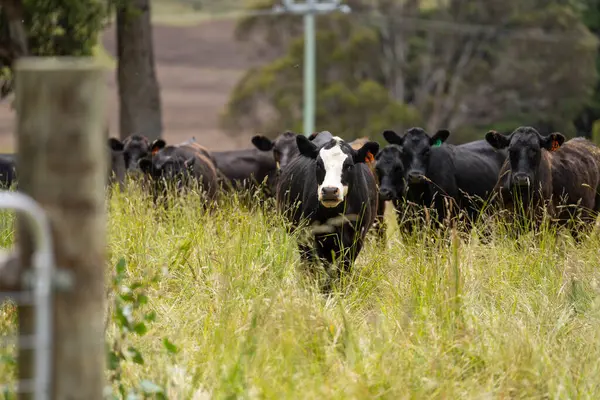 Avustralya 'daki güzel sığırlar ot yer, otlakta otlarlar. Tarımsal bir çiftlikte yetiştirilen sığır sürüsü. İlkbaharda sürdürülebilir tarım