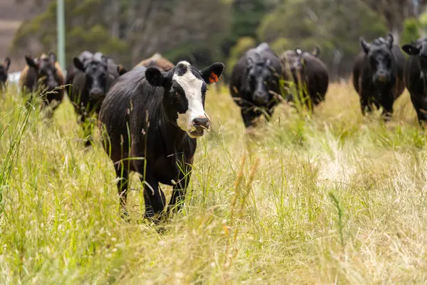 Avustralya 'daki güzel sığırlar ot yer, otlakta otlarlar. Tarımsal bir çiftlikte yetiştirilen sığır sürüsü. İlkbaharda sürdürülebilir tarım