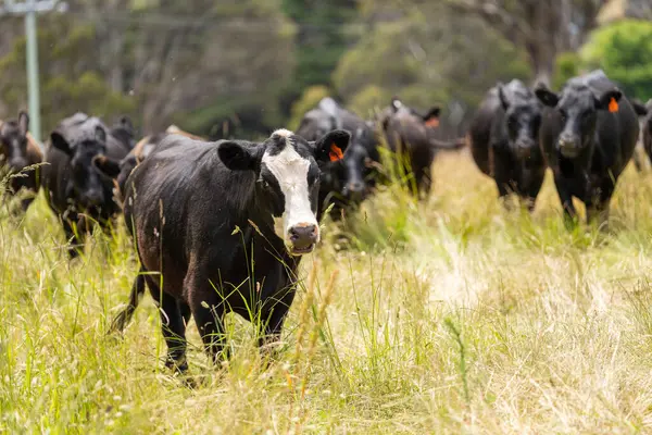 Avustralya 'daki güzel sığırlar ot yer, otlakta otlarlar. Tarımsal bir çiftlikte yetiştirilen sığır sürüsü. İlkbaharda sürdürülebilir tarım